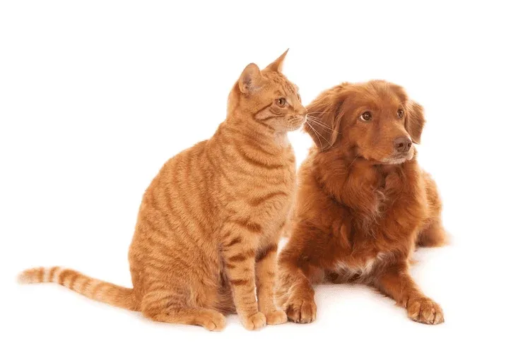 Considere nomes que possam crescer com seu pet