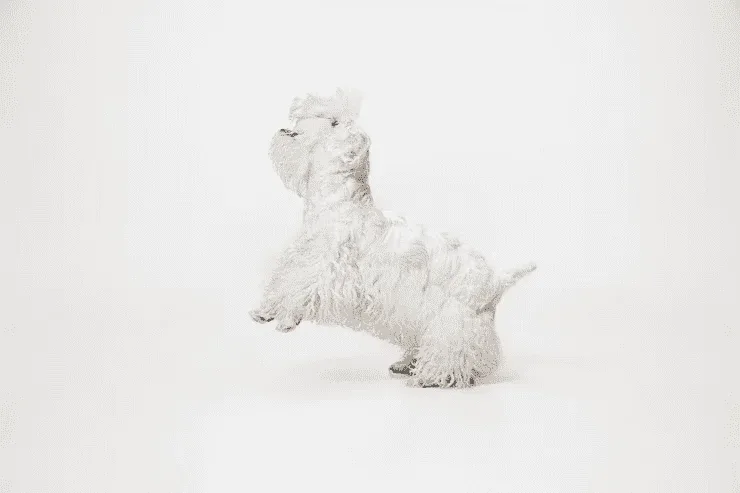 Use nomes que você goste