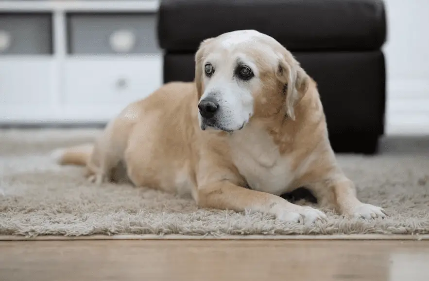 Descubra como cuidar do seu cachorro mais velho e proporcionar uma vida saudável